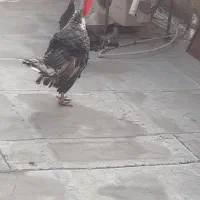 دو عدد بوقلمون نر وماده