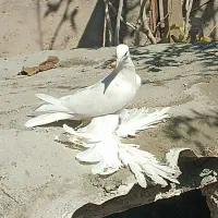 کبوتر پاپر آغ|پرنده|عجب شیر, |دیوار