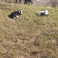 چهل راس گوسفند آبستن وبره دار جوان بالای ۸۰گیلو|حیوانات مزرعه|اردبیل, |دیوار