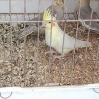 فروش سه عدد جوجه عروس هلندی|پرنده|حمیدیا, |دیوار