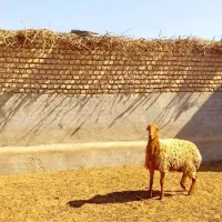 فروش ۳ راس بره ماده. چینی. افشاری