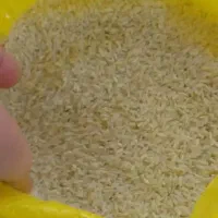 برنج طارم محلی پرمحصول