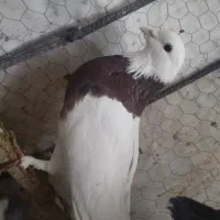 طوق سرخ نر