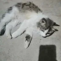 گربه|گربه|یاسوج, |دیوار