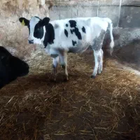 گاو. گوساله ماده