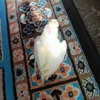 بچه عروس هلندی|پرنده|بهبهان, |دیوار