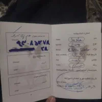 اشپیتز تریر ماده اصیل بهمراه قفس پارک و ...|سگ|تهران, افسریه جنوبی|دیوار