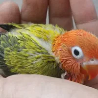 جوجه برزیلی