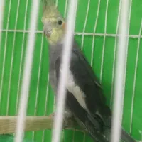 عروس تازه به حرف اومده