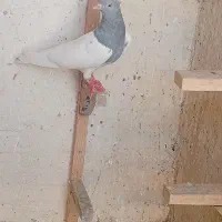 کله الماسی کبوتر ماده بازیکن