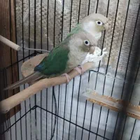 گرینچیک جفت  صد در صدمولد تراکوییس پاین اپل|پرنده|شاهرود, |دیوار