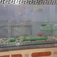 اکواریوم و پمپ هوا و تجهیزات