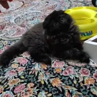 اسکاتیش بلک هایلند چشم آبی دوماهه