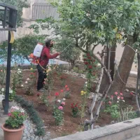 باغبانی وسمپاشی در تهران