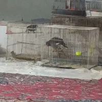 مینا سهره‌