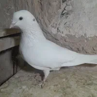 کفترطهرانی