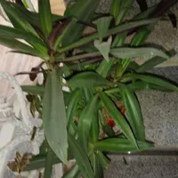 گل های شاداب و زیبا|گل و گیاه طبیعی|شیراز, رکن‌آباد|دیوار