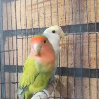 طوطی برزیلی مولد