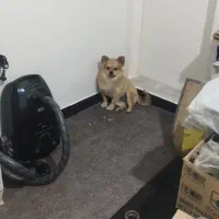 سگ پامرانین|سگ|ماهدشت, |دیوار