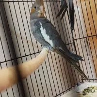 جوجه عروس هلندی نر|پرنده|شیراز, رکن‌آباد|دیوار