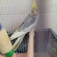 عروس‌هلندی‌نر