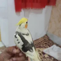 عروس هلندی ابلغ یا همان دوکت|پرنده|بردسکن, |دیوار