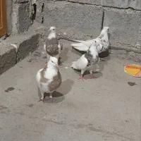 کبوتر طوقی