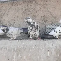 کبوتر کفتر درجه یک|پرنده|تهران, سیروس|دیوار
