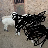 بره ماده سفت چاق سبک وزن