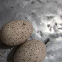 تخم بوقلمون نطفه دار