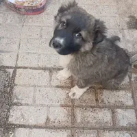 سگ گمشده|سگ|مشهد, فرهنگ|دیوار