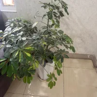 گیاه اپارتمانی