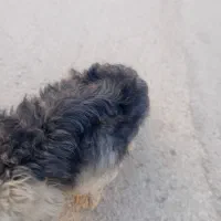حیوانات ‌سگ‌پت