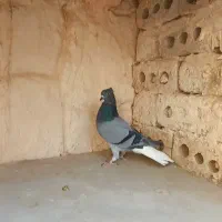 دم سفید|پرنده|مشهد, توس (بلوار توس)|دیوار