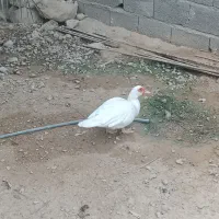 فروش مرغ و خروس وسیکا