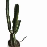 کاکتوس سرئوس پریانوس