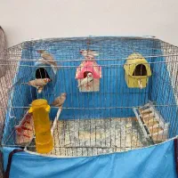 فنچ به تعداد 5 عدد به همراه لوازم