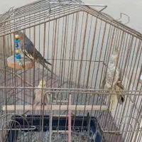 عروس هلندی|پرنده|سراب, |دیوار