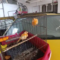 قناری سرخ|پرنده|رامهرمز, |دیوار