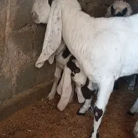 بز مری|حیوانات مزرعه|زاهدان, |دیوار