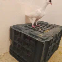 جفت افغانی کابلی اصل