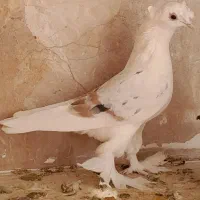 کبوتر پشت رنگه پرپا تزئینی