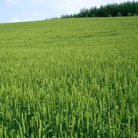 اجاره زمین کشاورزی موسیان 2هکتار