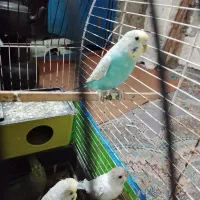 مرغ عشق معاوضه با عروس هلندی