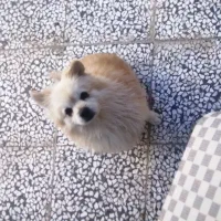 یابنده مژدگانی