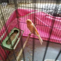 قناری نر|پرنده|کرمان, |دیوار