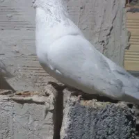 کبوتر سفید