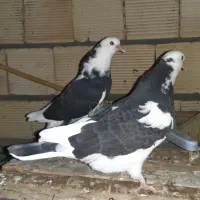 کبوتر|پرنده|اصفهان, بهارستان|دیوار