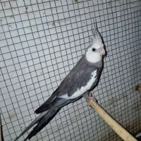 دو عدد عروس هلندی نر بالغ تظمینی و جوجه سرلاکی|پرنده|آزادشهر, |دیوار