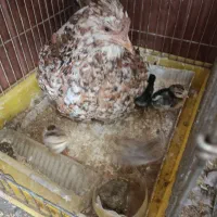 مرغ با جوجه گلین|حیوانات مزرعه|تهران, پیکان شهر|دیوار